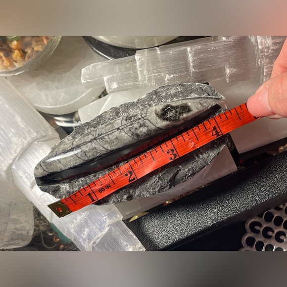 Authentic orthoceras fossils preserved in a rock matrix - Picture 8 of 12